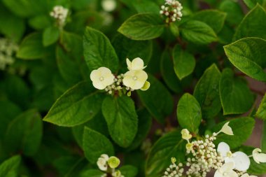 Süpürge şeklinde beyaz bir ortanca çiçeklenmesinin başında