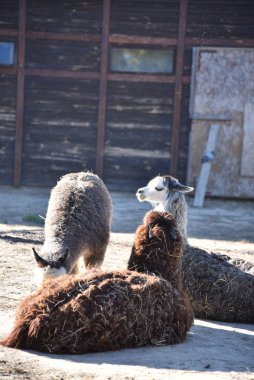Kahverengi, gri ve açık renk kürklü üç alpaka güneşli bir günde dışarıda dinleniyor.