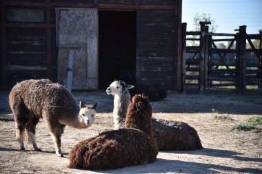 Three alpacas with brown, gray and light fur resting outside on a sunny day near the barn at the zo clipart