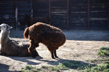 Kahverengi kürklü bir alpaka güneşli bir günde dışarıda duruyor.