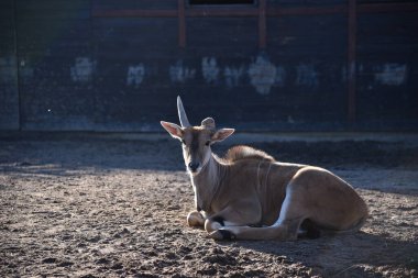 Yuvarlanan boynuzlu bebek bir Kana antilobu...