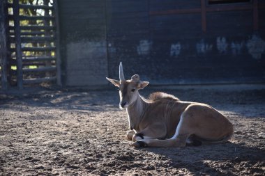 Yuvarlanan boynuzlu bebek bir Kana antilobu...
