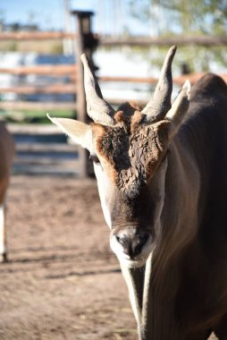 Antilop Khanna boğa sahada