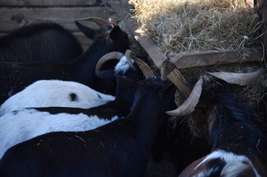 A variety of goats near a hay feeder in a country-style park clipart