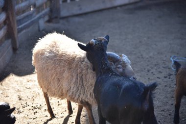 Black goat together with white sheep in country park farm clipart