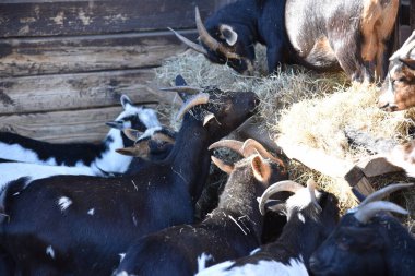 Taşra tarzı bir parkta samanların yanında bir sürü keçi var.
