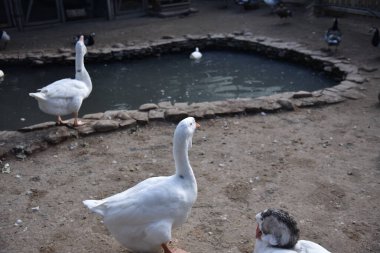 Geese and ducks near a decorative pond on a park farm clipart