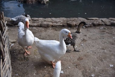 Kazlar ve ördekler bir park çiftliğindeki dekoratif göletin yanında.
