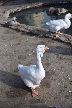 Banliyö parkındaki dekoratif bir göletin yanında beyaz bir kaz.