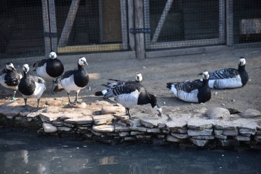 Bir grup siyah beyaz ördek bir taşra parkında dekoratif bir göletin yanında