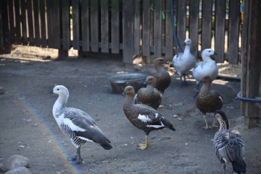 Beyaz yeleli kahverengi bir midilli, çitin arkasında saman yiyor.