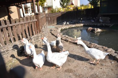 Bir grup kaz, taşra tarzında küçük bir göletin yanındaki dekoratif bir gölette.