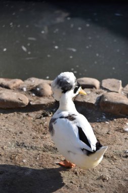 A duck with a fluffy hat on its head in a country par clipart