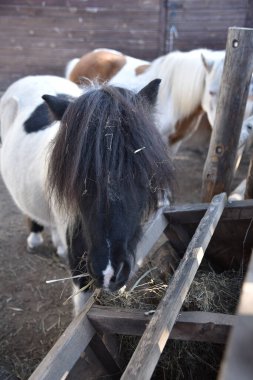 Kır parkında samanlı bir yemliğin yanındaki siyah beyaz midilli.