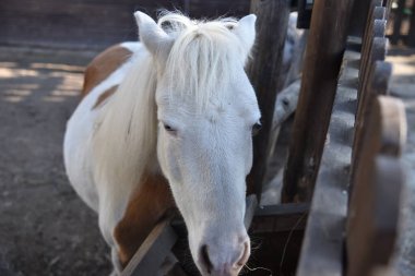 Beyaz benekli bir midilli, kır tarzı bir parkta çitin arkasında duruyor.