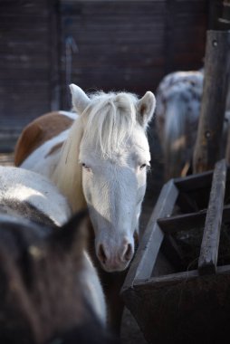 Parktaki çitin arkasındaki yemlikte farklı renkte midilliler var.