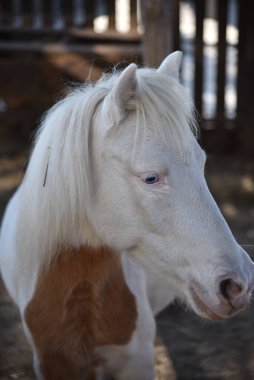 Beyaz bir midilli portresi. Kahverengi benekli ve mavi gözlü. Bir kır parkında çitin arkasında.