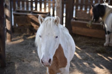 Beyaz bir midilli portresi. Kahverengi benekli ve mavi gözlü. Bir kır parkında çitin arkasında.