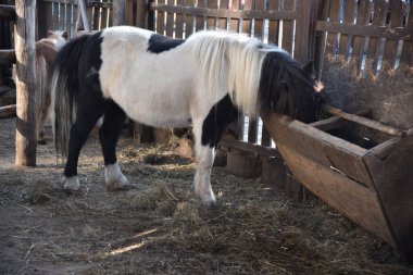 Siyah beyaz bir midilli, kır tarzı bir parkta ahırın yanında saman yiyor.