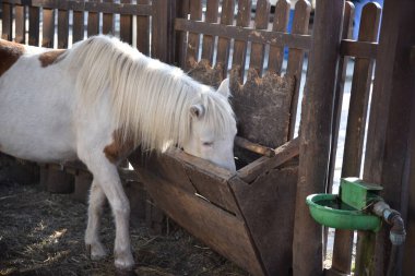 Beyaz bir midilli, çitin arkasındaki çitin yanında kahverengi benekli.