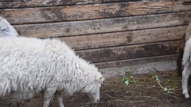 Kırsal bir parkta çitin arkasında çeşitli renklerde koyun ve keçiler.
