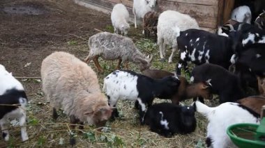 Kırsal bir parkta çitin arkasında çeşitli renklerde koyun ve keçiler.