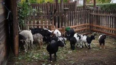 Kırsal bir parkta çitin arkasında çeşitli renklerde koyun ve keçiler.