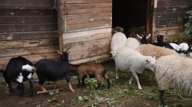 Kırsal bir parkta çitin arkasında çeşitli renklerde koyun ve keçiler.