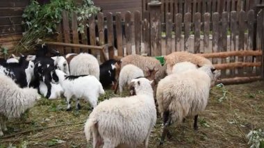Kırsal bir parkta çitin arkasında çeşitli renklerde koyun ve keçiler.