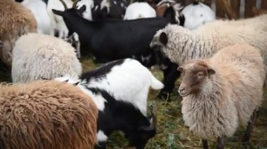 Kırsal bir parkta çitin arkasında çeşitli renklerde koyun ve keçiler.