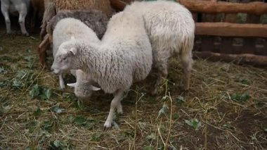Kırsal bir parkta çitin arkasında çeşitli renklerde koyun ve keçiler.