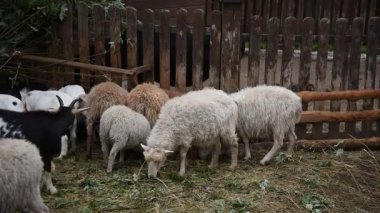 Kırsal bir parkta çitin arkasında çeşitli renklerde koyun ve keçiler.
