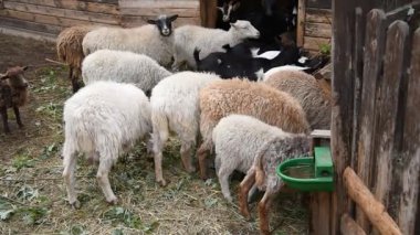 Kırsal bir parkta çitin arkasında çeşitli renklerde koyun ve keçiler.