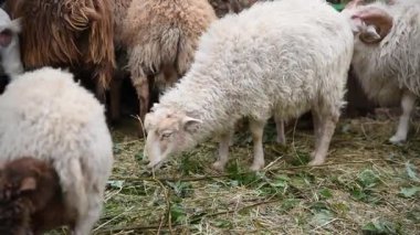 Kırsal bir parkta çitin arkasında çeşitli renklerde koyun ve keçiler.