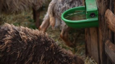 Kırsal bir parkta çitin arkasında çeşitli renklerde koyun ve keçiler.