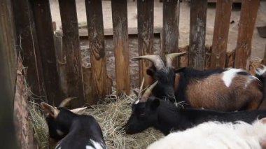 Kırsal bir parkta çitin arkasında çeşitli renklerde koyun ve keçiler.