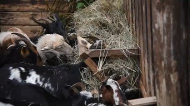 Kırsal bir parkta çitin arkasında çeşitli renklerde koyun ve keçiler.