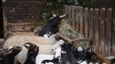 Kırsal bir parkta çitin arkasında çeşitli renklerde koyun ve keçiler.