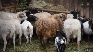 Kırsal bir parkta çitin arkasında çeşitli renklerde koyun ve keçiler.