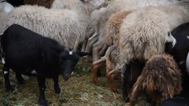 Kırsal bir parkta çitin arkasında çeşitli renklerde koyun ve keçiler.
