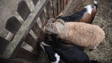 Kırsal bir parkta çitin arkasında çeşitli renklerde koyun ve keçiler.