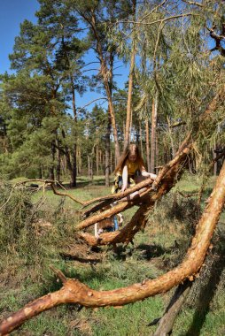 İki okul çağındaki kız ormanda rüzgarın kırdığı bir çam ağacına tırmanıyor.