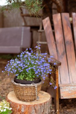 Hasır bir sepetin içindeki mavi lobelia, arkadaki tahta sandalyenin yanındaki bir çam kütüğünün üzerinde.