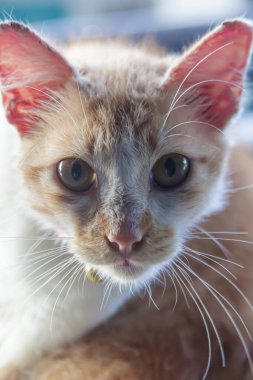 Bulanık arkaplanda kameraya doğru bakan sevimli kırmızı kedi portresi. Kameraya doğru bakıyor.