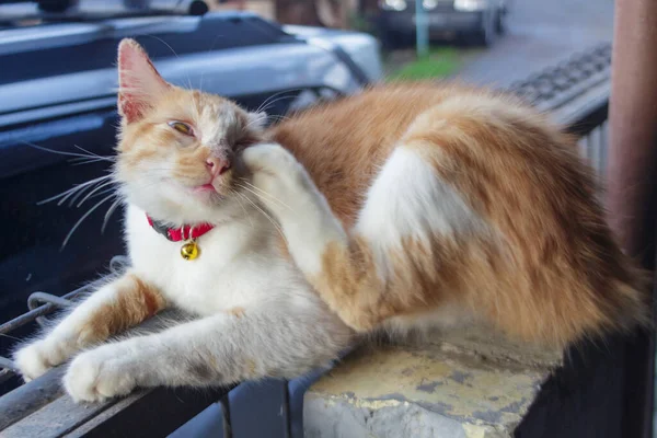 Komik Bir Kedi Yüzüne Vurmuş Ayağını Kullanmış Bulanık Arkaplanda Sevimli — Stok fotoğraf