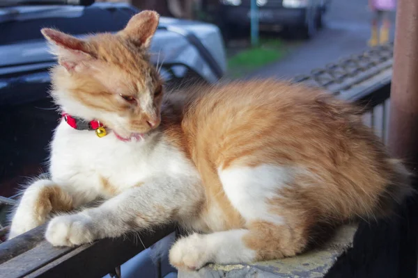 Komik Surat Kedisi Komik Bir Bulanık Arkaplanda Sevimli Kırmızı Kedi — Stok fotoğraf