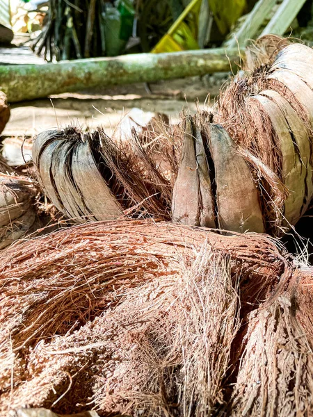 俯瞰地面上一堆褐色干椰子椰子的近景 — 图库照片
