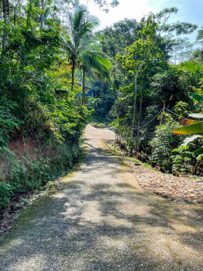 Dağlık bir ormanda dar bir yolun dikey görüntüsü.