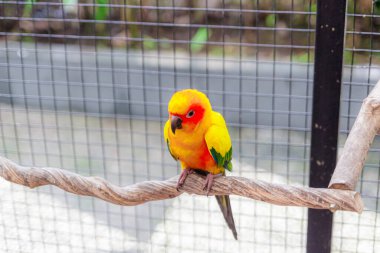 Güzel bir papağan, bir dalda güneş konservesi. Yumuşak odak.