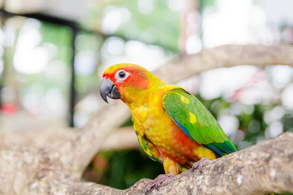 Piękna Piękna Papuga Sun Conure Gałęzi Miękkie Skupienie Zdjęcie Stockowe